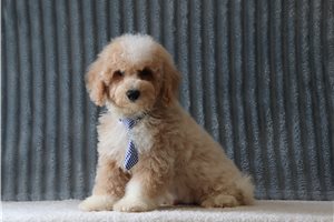 Fletcher - Bich-Poo - Bichpoo for sale