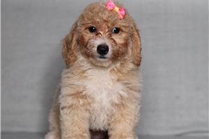 Filly - Bich-Poo - Bichpoo for sale