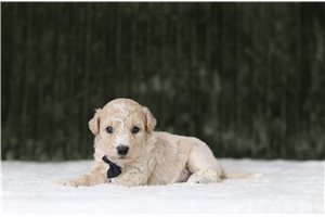 Digby - Bich-Poo - Bichpoo for sale