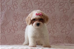 Flora - Bich-Poo - Bichpoo for sale