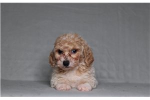 Filly - Bich-Poo - Bichpoo for sale