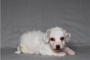 Faith - Bich-Poo - Bichpoo for sale