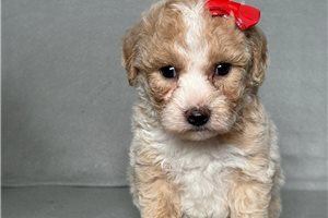 Farrah - Bich-Poo - Bichpoo for sale