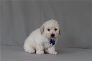 Utopia - Bichon Frise for sale