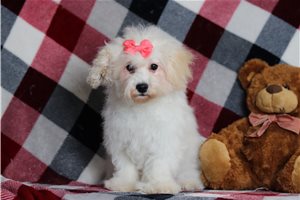 Phoebe - Bichon Frise for sale