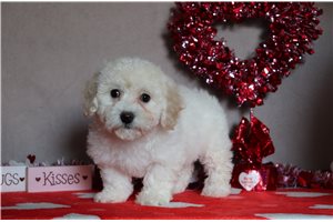 Piper - Bichon Frise for sale