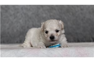 Nico - Bichon Frise for sale