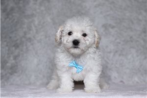 Norman - Bichon Frise for sale
