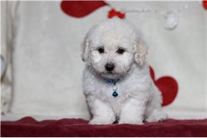 Presley - Bichon Frise for sale