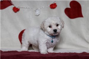 Palmer - Bichon Frise for sale