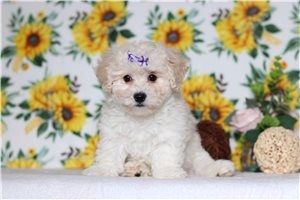 Phoebe - Bichon Frise for sale