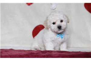 Patrick - Bichon Frise for sale
