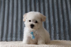 Nico - Bichon Frise for sale