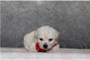 Norman - Bichon Frise for sale