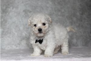 Nico - Bichon Frise for sale