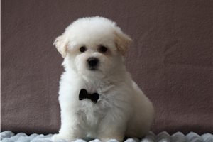 Norman - Bichon Frise for sale