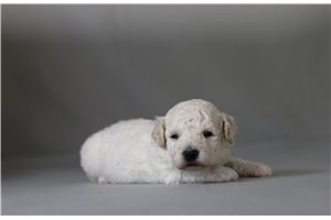 Utopia - Bichon Frise for sale