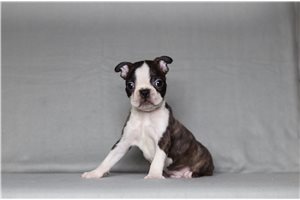 Aaron - Boston Terrier for sale