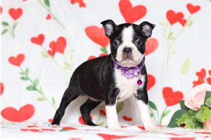 Claire - Boston Terrier for sale
