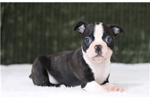 Douglas - Boston Terrier for sale
