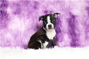 Bryson | Puppies For Sale at Pawrade