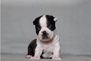 Sienne - Boston Terrier for sale