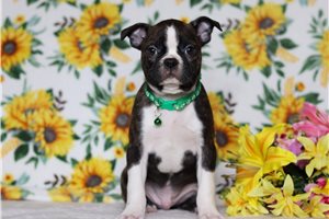 Chopper - Boston Terrier for sale