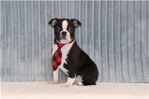 Dozer - Boston Terrier for sale