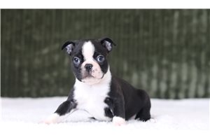 Dozer - Boston Terrier for sale