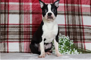 Zorro - Boston Terrier for sale