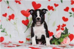 Chopper - Boston Terrier for sale