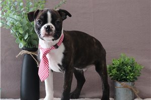 Chris - Boston Terrier for sale