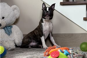 Chopper - Boston Terrier for sale