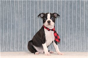Douglas - Boston Terrier for sale