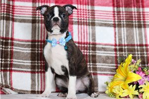 Chopper - Boston Terrier for sale