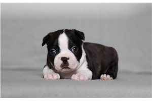 Sergio - Boston Terrier for sale