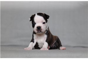 Sidney - Boston Terrier for sale