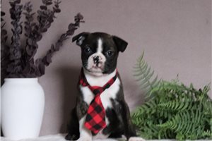 Chris - Boston Terrier for sale