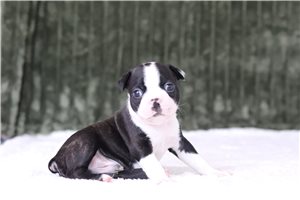 Douglas - Boston Terrier for sale