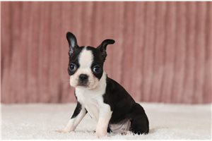 Donna - Boston Terrier for sale