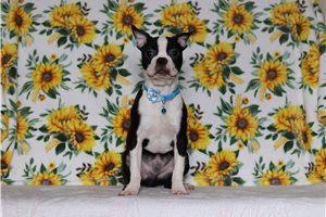Zorro - Boston Terrier for sale
