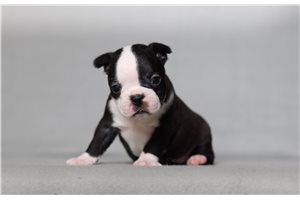 Sierra - Boston Terrier for sale