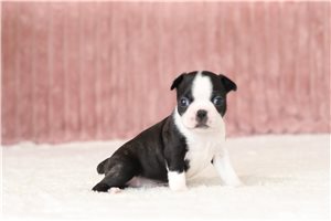 Donna - Boston Terrier for sale
