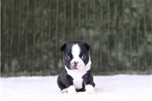 Dozer - Boston Terrier for sale