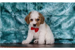 Oscar - Cavachon for sale