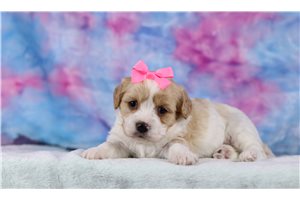 Ophelia - Cavachon for sale