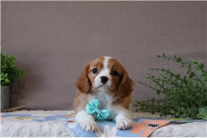 Michael - Cavalier King Charles Spaniel for sale