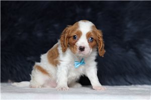 Matthew - Cavalier King Charles Spaniel for sale