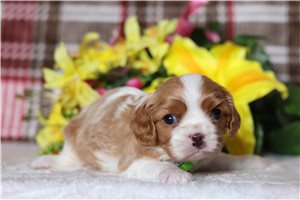 Michael - Cavalier King Charles Spaniel for sale