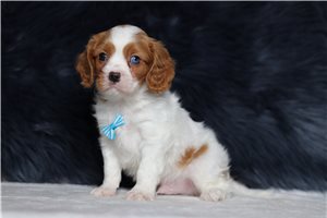 Matthew - Cavalier King Charles Spaniel for sale